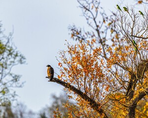 an image of an eagle perched on a tree branch with autumn leaves