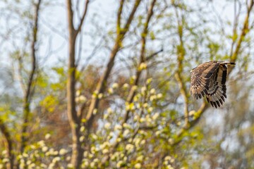Hawk is soaring gracefully through lush trees and bushes