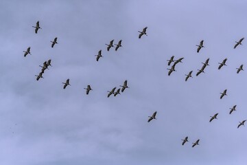 Flock of Demoiselle cranes soaring in the sky.