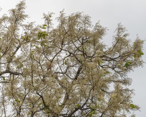 Sal tree blooming in the wild.