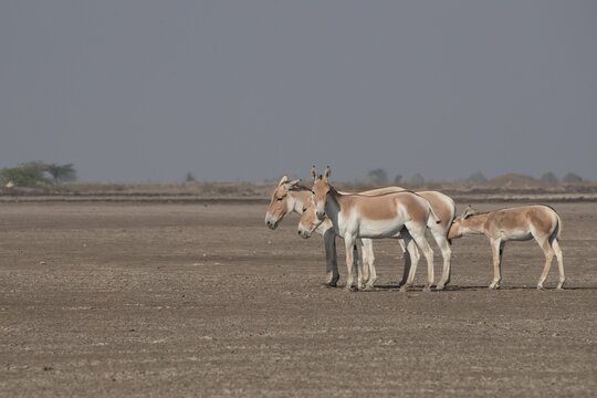 Herd of Persian onagers seen grazing on a barren landscape