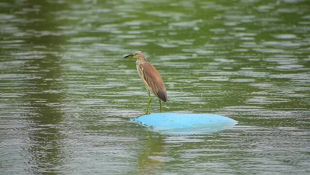 A lonely heron waiting for fish in a pond in the rain. The rain is falling gently, and the raindrops create ripples on the pond water.