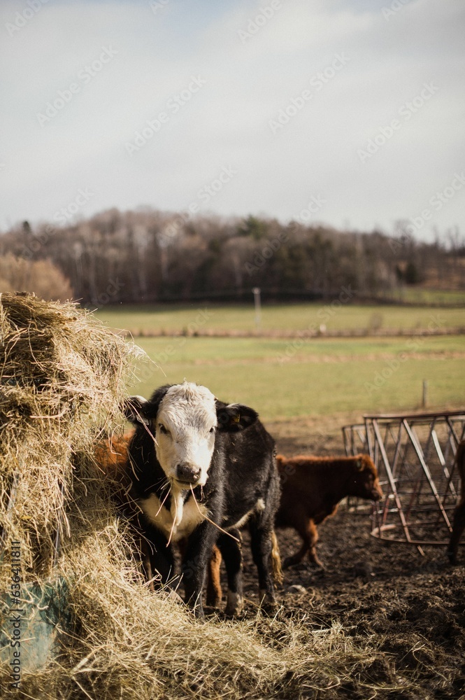 Wall mural peaceful scene of a herd of brown cattle grazing in a dry grassy meadow in quebec, canada