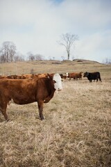 Peaceful scene of a herd of brown cattle grazing in a dry grassy meadow in Quebec, Canada