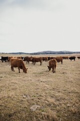 Peaceful scene of a herd of brown cattle grazing in a dry grassy meadow in Quebec, Canada