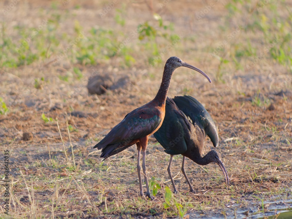 Poster Closeup of a vibrant Ibis standing in a lush green on a sunny day in Chobe National Park, Botswana