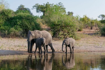 Fototapeta premium Majestic elephants standing near a picturesque body of water in Chobe National Park, Botswana
