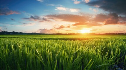 A field of rice with a sunset in the background