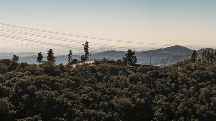 A rolling hillside dotted with tall trees and lined with telephone poles, Los Angeles, California