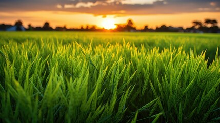 A field of rice with a sunset in the background - Powered by Adobe