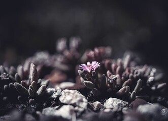 Closeup of Ariocarpus flowers on a dark background