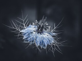 Closeup of a blue flower on a dark background