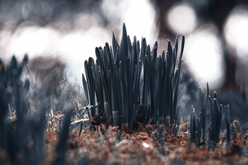 Closeup of green grass on a dark background