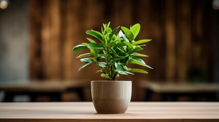 A plant in a pot on a wooden table.