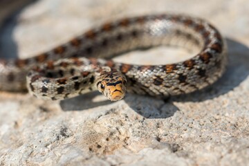 Macro shot of a juvenile Leopard Snake or European Ratsnake, Zamenis situla, on rocks in Malta
