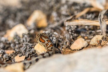 Macro shot of a juvenile Leopard Snake or European Ratsnake, Zamenis situla, on rocks in Malta