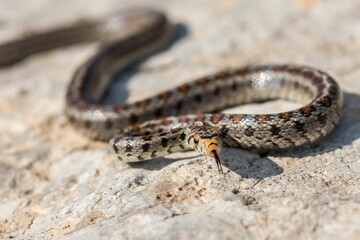 Macro shot of a juvenile Leopard Snake or European Ratsnake, Zamenis situla, on rocks in Malta