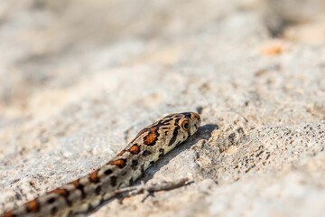 Macro shot of a juvenile Leopard Snake or European Ratsnake, Zamenis situla, on rocks in Malta