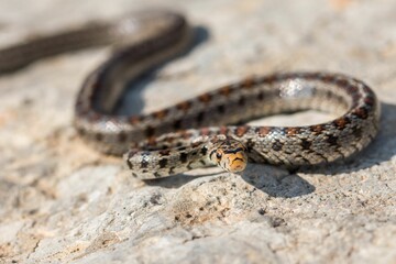 Closeup of a European ratsnake (Zamenis situla) on a stone on the Maltese Islands