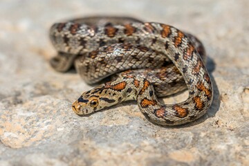 Closeup of a European ratsnake (Zamenis situla) on a stone on the Maltese Islands
