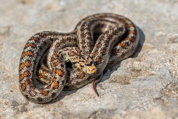 Macro shot of a juvenile Leopard Snake or European Ratsnake, Zamenis situla, on rocks in Malta