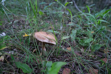 Leccinum scabrum or rough boletus close up. Birch mushroom in the forest.
