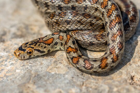 Macro shot of a juvenile Leopard Snake or European Ratsnake, Zamenis situla, on rocks in Malta