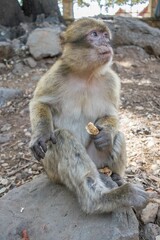 Fototapeta premium A wild barbary macaque monkey (Macaca sylvanus), waiting for peanuts from tourists, Morocco