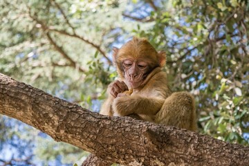 A young small Barbary Macaque monkey or ape, sitting in a tree, eating peanuts in Morocco