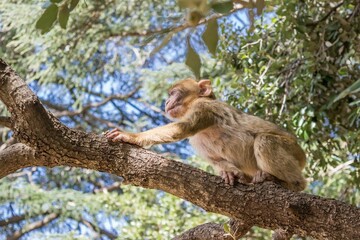 A young small Barbary Macaque monkey or ape, sitting in a tree, eating peanuts in Morocco