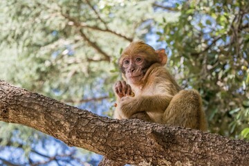 Fototapeta premium A young small Barbary Macaque monkey or ape, sitting in a tree, eating peanuts in Morocco
