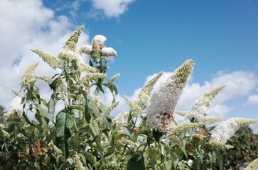 white buddleia flower in the garden
