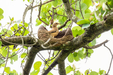 Nest of Rufous Hornero as know as joao-de-barro. The bird that builds its house from clay to procreate. Species Furnarius rufus. Birdwatcher.