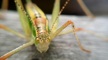 Macro shot of a grasshopper resting on the ground in a natural outdoor setting