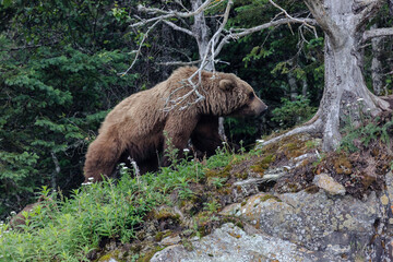 european brown bear in the forest