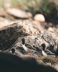 Small birds perched atop a rocky shoreline, overlooking a tranquil body of water
