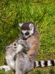 Closeup shot of a lemur perched in tall grass.