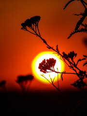Silhouette of a plant against the background of the setting sun