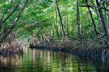 Swamp cutting through the mangrove forest of Trinidad with reflections of trees in the forest and sun shining through the trees.