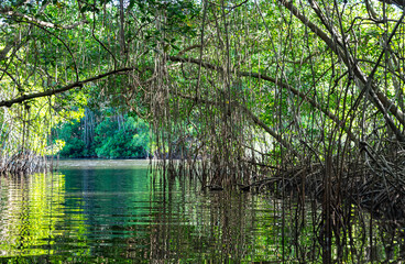 Small river cutting through an archway formed by vines in the mangrove forest of Trinidad
