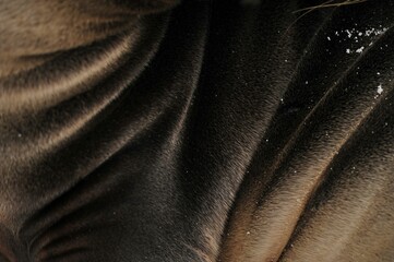 Photo detail of a texture of a sea lion skin © Etrafoto/Wirestock Creators