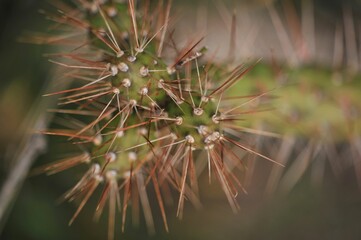 macro photography of a cactus
