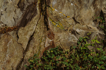 Natural abstract background stone texture with moss and plants