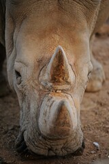detail of a rhinoceros face