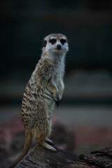 Fototapeta premium a meerkat at the zoo