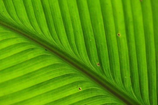 macro photography of a green leaf