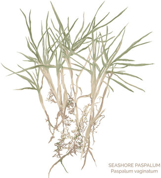 watercolor art vector illustration and PNG of color and black-and-white seashore paspalum (scientific name: paspalum vaginatum) by bazany creative