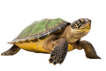 Green sea turtleisolated on white background. Generative AI