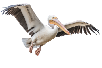 The great white pelican flying isolated on white background. Generative AI