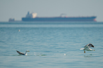 Couple of seagulls landing on the sea water